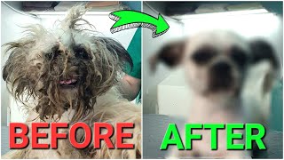 YOU WONT BELIEVE how this DOG looks before shaving all this matted fur [upl. by Darcia157]