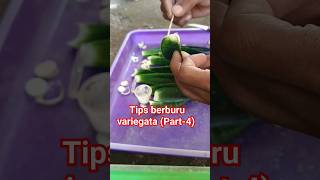 Tips membuat variegata pada Sansevieria hybrid Part4 sansevieria snakeplant indoorplants [upl. by Lupien]