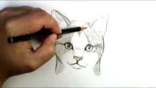 How to draw a cat face [upl. by Geldens]