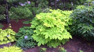 Aralia Sun King  wwwgardencrossingscom [upl. by Rodgiva]