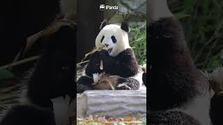 Panda Baby Shows The Pro Bamboo Shoots Peeling Technique  iPanda shorts [upl. by Nireves888]