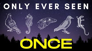 Found Once Twice or Thrice  5 species that were discovered and then lost to science [upl. by Korten]