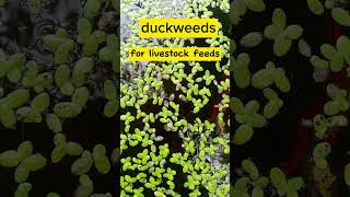 Duckweeds for Livestock Feeds [upl. by Joeann149]