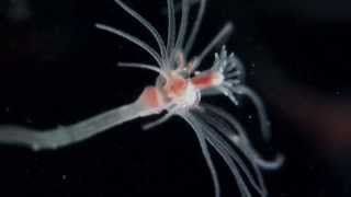 Actinula release in Ectopleura crocea Cnidaria Hydrozoa Tubulariidae [upl. by Keith942]