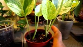 Rooting Pothos plant [upl. by Oalsinatse]