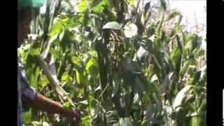 mucuna leguminosa con posibilidades de uso para la alimentacion del ganado en Teloloapan Guerrero [upl. by Fisher]