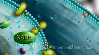 krebs cycle mitochondria [upl. by Eltsirk]