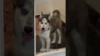 husky howling husky dog husky screaming husky puppies husky barking husky singing husky [upl. by Aenert]