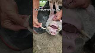 pet pig book wwwthefarriergroupcom thefarriergroup thepighooftrimmer petpig [upl. by Astred]