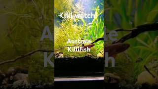 Killi watch fish killifish aquarium aquascape aquariumfish plants plantedtank nanotank [upl. by Phelps]