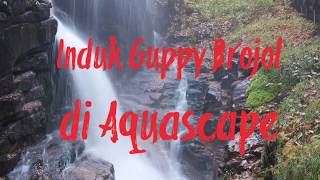 GUPPY BROJOL DI AQUASCAPE [upl. by Yelsew]