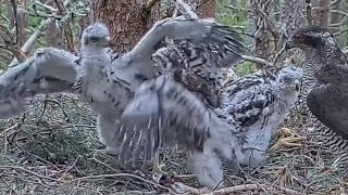 WHO IS BOSS  NORTHEN GOSHAWKSCOTLAND♥️20220627 [upl. by Sherburne]