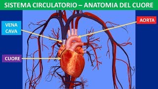 Sistema circolatorio anatomia del cuore [upl. by Naltiac]