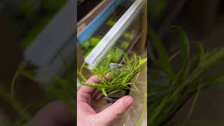 Juncus Repens aquarium plants aquariumplants paludarium [upl. by Anilatsyrc]