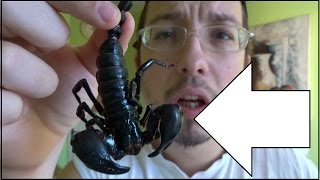 Pojeo škorpiona  scorpion challenge [upl. by Salaidh]