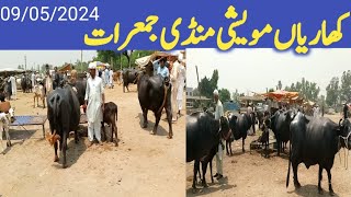 kharian maweshi mandi 09 05 2024janwarmandi pkshazar Riaz official [upl. by Eisler]