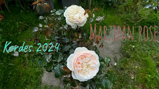 Marzipan rose New release from Kordes 2024 Beautiful rose Rose in bloom Rose in pots [upl. by Main]