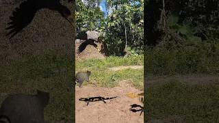 Gecko Scorpion And Raccoon Toucan shorts shortvideo shortsviral [upl. by Deth659]