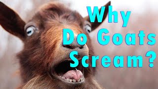 Goats screaming Why we love it and how it fits into human culture [upl. by Kinson]