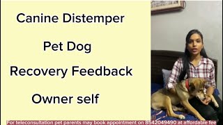 Canine Distemper Recovered Dog Owner Review [upl. by Ronn245]