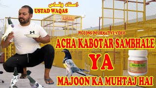 Ustad WaqasAcha Kabotar Sambhale Ya Majoon Ka Muhtaj HaiDiscussionTipsPigeons Informative Video [upl. by Caesar]