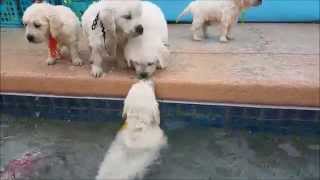 5 week old retriever puppies swim for first time [upl. by Chafee490]