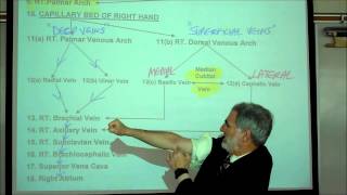 ANATOMY CIRCULATORY SYSTEM PART 3 by Professor Fink [upl. by Heilman]