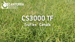 CS3000 TruFlex™ Canola in Wetaskiwin Alberta [upl. by Riem493]