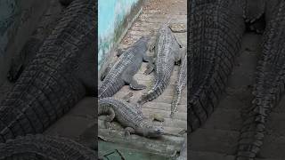 Ye Mai kha aa gya 😱 minivlog vlog magarmach crocodile shorts [upl. by Crandell497]