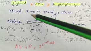 Biochimie  lipides complexes ملخص😍❤️ [upl. by Lukas493]