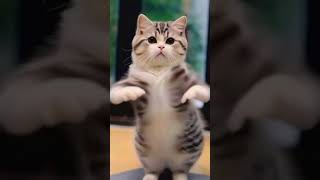 Adorable Cat Cats Dance Funny Follies 2024 [upl. by Enella]