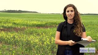 Achieving an Earlier Peola Harvest with both Polish and EarlyMaturing Argentine Canola Varieties [upl. by Marin765]