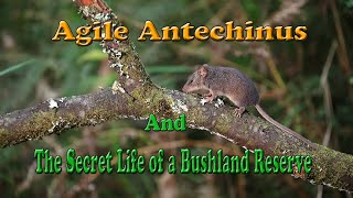 All you need to know about the Agile Antechinus  QampA [upl. by Drucy478]