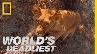 Lion Cubs vs Baboon  Worlds Deadliest [upl. by Maletta447]