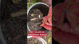 CALADIUM plants viralvideos gardening [upl. by Phelan]