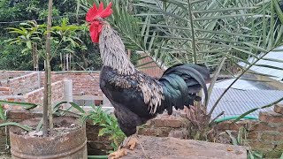 Adoable Rooster Crowing Sound Effect Rooftop [upl. by Ynes]