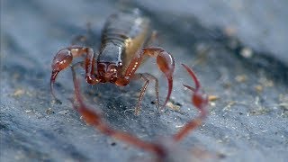 Pseudoscorpions meeting Pseudoskorpione treffen aufeinander Dohr Eifel Germany [upl. by Fredra]