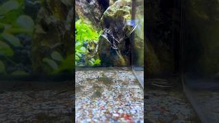 tetras tetra petco yulee florida fish freshwater active schooling hardy southamerica [upl. by Ilka]