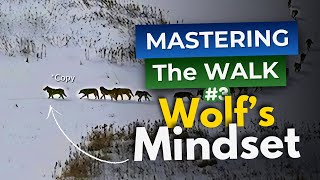 Alpha Wolfs MINDSET for Walking Your Dog  Lesson 3  Mastering the Walk [upl. by Annahsad]