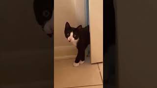 foryou cat funnyanimals funnypets [upl. by Yettie]