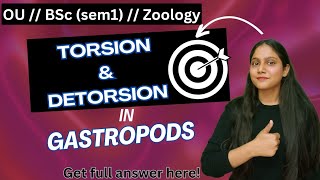 torsion and detorsion in gastropods  osmania University  BSc Zoology sem 1  humera [upl. by Liss]