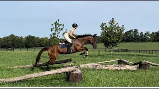 OK HONEY  xc jumping  Adoptable Thoroughbred Mare  New Vocations [upl. by Orestes]