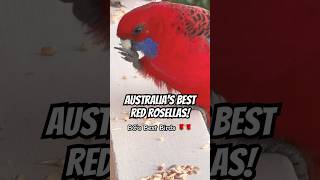 Red Rosellas Parrot Sound birds rosella parrot sounds [upl. by Lemmor]