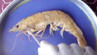 The prawn Penaeus japonicus  1 External Features [upl. by Relda457]