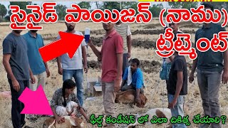 Cyanide Poisoning Treatment in Sheep Goat Buffalo in Telugu [upl. by Ramos]