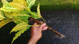 How to Grow Croton Plants From Stem Cuttings [upl. by Gilcrest737]