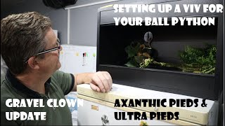 How to build and set up A Vivarium  Pastel Axanthic Pieds and Mojave Ultra Pieds and Gravel Clowns [upl. by Salbu]