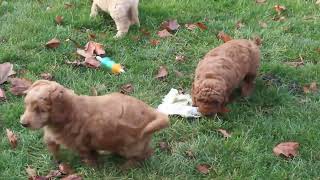 Goldendoodle Puppies For Sale [upl. by Ariat]