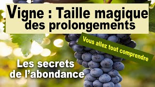 Vigne  La taille des prolongements et des bourgeons anticipés labondance dans vos vignes [upl. by Melise767]