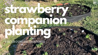 Strawberry Companion Planting [upl. by Aisatsan489]